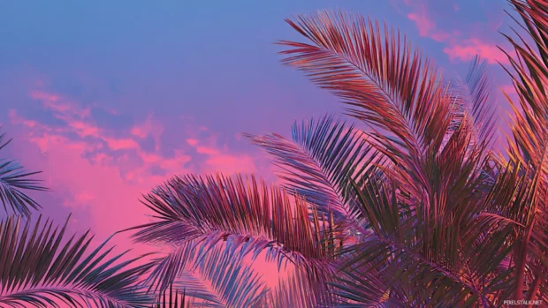 Vibrant pink sky illuminating the edges of palm tree leaves, creating a tropical sunset scene.