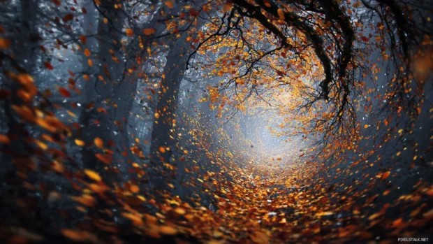 3d fall desktop wallpaper capturing high resolution autumn tree branches forming an immersive tunnel effect.
