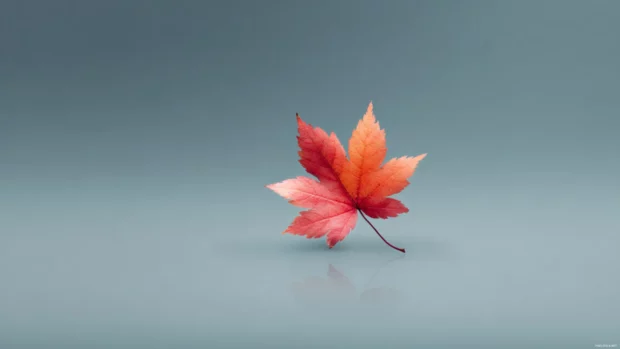 4k autumn wallpaper minimal design with single floating maple leaf on smooth gray gradient for serene desktop.