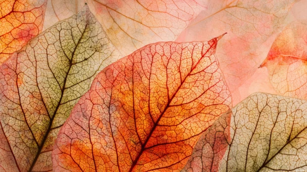 4k autumn wallpaper texture overlay combining crisp leaf veins and soft watercolor wash in warm tones.