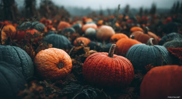 4k pumpkin wallpaper featuring detailed close up of pumpkin patch with rich earthy tones.