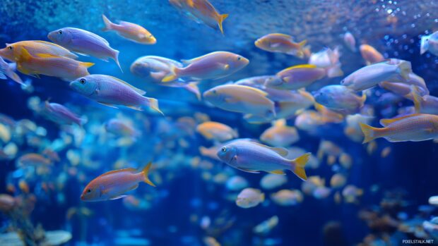 A calming view of fish swimming in a beautifully arranged aquarium fish tank wallpapers hd.