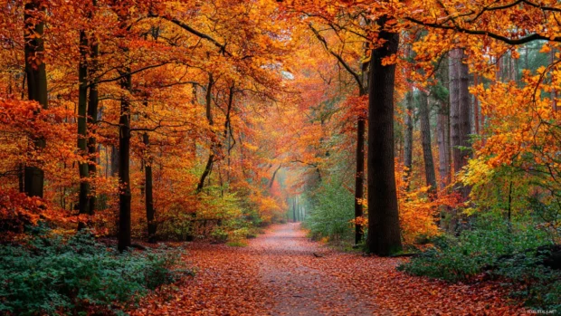 A collection of Free HD Wallpaper Background Images centered around the beauty of autumn leaves blanketing a tranquil forest pathway.