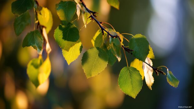 A detailed birch foliage backgrounds capturing the delicate leaves in sunlight.
