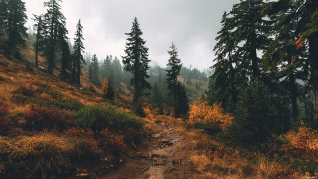 A dreamy autumn scenery wallpaper featuring a wide angle view of a rustic trail through the woods, overcast light and earthy palette.