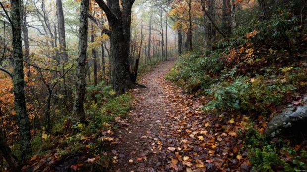 A narrow forest trail winds through an autumn landscape filled with fallen leaves and fading green underbrush.