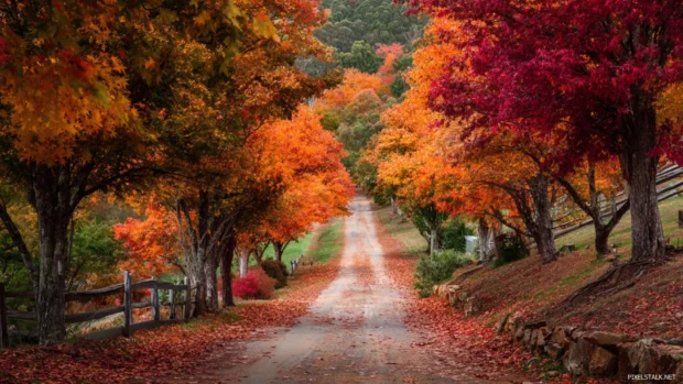 A peaceful countryside path surrounded by Beautiful Autumn trees with vibrant red, orange, and yellow leaves.