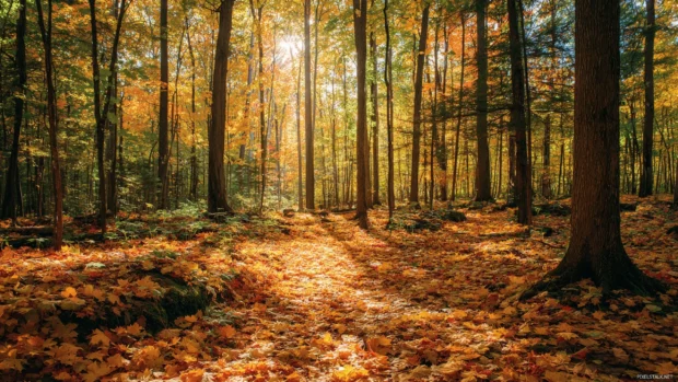 A serene forest in the heart of autumn, with maple leaves carpeting the ground and sunlight piercing through the trees.