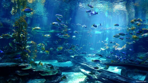 A serene underwater scene displaying hd fish tank wallpapers for desktop.