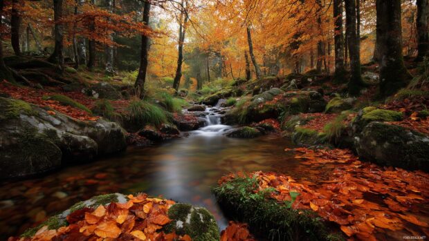 Amazing backgrounds for desktop, A serene forest landscape during autumn with vibrant leaves and a gentle stream flowing.