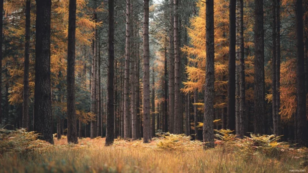 An autumn forest wallpaper filled with tall pine trees mixed with amber leaves, soft warm tones and natural depth of field.