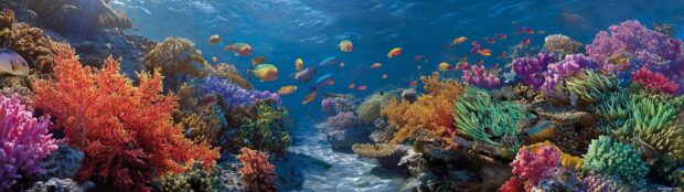 An underwater scene showcasing vibrant coral reefs and diverse marine life designed for three monitors.