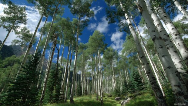 Aspen tree desktop backgrounds, A tranquil landscape of towering aspen trees under a clear blue sky in summer.