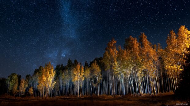 Aspen tree desktop backgrounds, Twinkling stars shining above a grove of aspen trees in a night sky.
