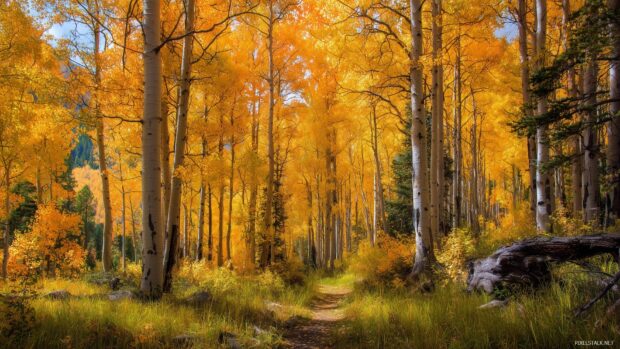 Aspen tree wallpapers hd, Lush aspen trees with golden leaves during autumn in a serene forest setting.