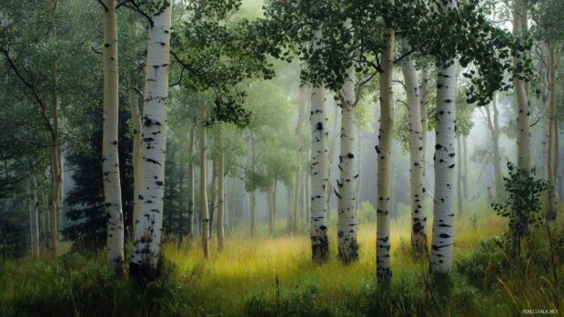 Aspen trees wallpaper for computers, A serene morning view of aspen trees with dew glistening on their leaves.