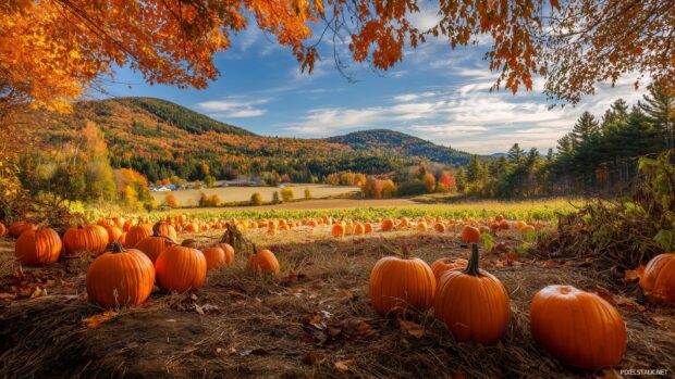 Autumn Pumpkin Wallpapers, A scenic view of an idyllic countryside during fall, showcasing pumpkins scattered in a golden field surrounded by colorful foliage.