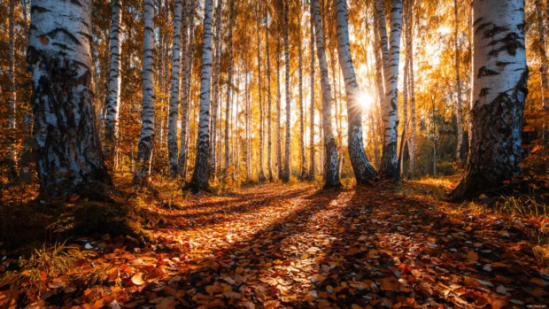 Autumn desktop wallpaper illustrating sun filtering through birch forest floor carpeted with fallen leaves.
