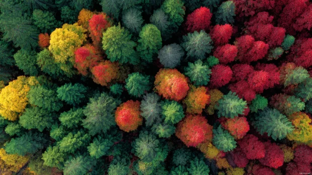 Autumn foliage 4k wallpaper illustrating aerial view of treetops in gradient hues from green to fiery red.