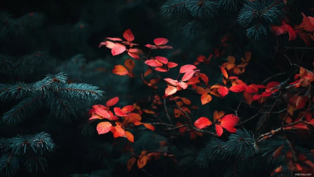 Autumn foliage laptop wallpaper depicting rich red and orange leaves contrasted against dark evergreen silhouettes.