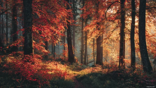 Autumn forest glowing with golden and crimson leaves under soft afternoon sunlight, calm and peaceful atmosphere.