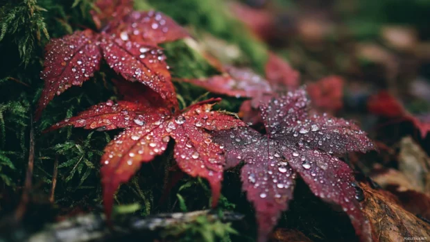 Autumn leaves laptop wallpaper showcasing close up of dewy red leaves layered on mossy forest floor.