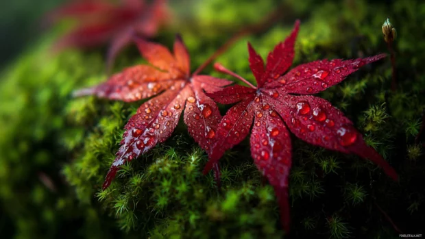 Autumn leaves wallpaper close up of dew drops on crimson maple leaves against deep green moss.