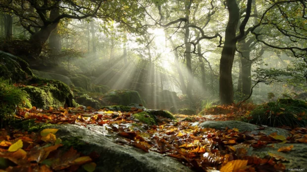 Autumn magic captured in a forest with softly falling leaves and sunbeams breaking through the treetops.