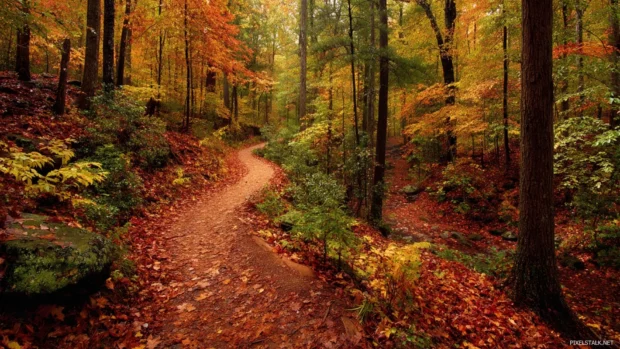 Autumn trail winding through peaceful woods where fallen leaves create a thick, colorful carpet.