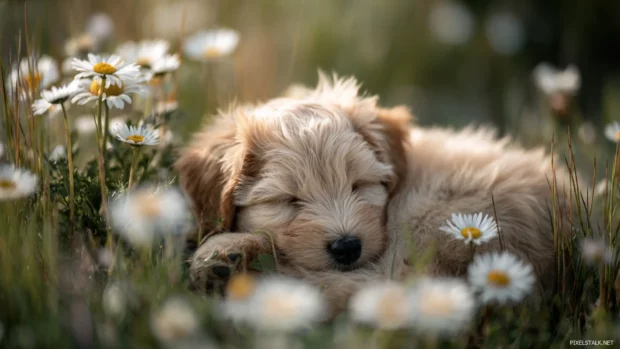Baby animal wallpapers hd featuring a fluffy puppy curled up in a field of daisies, soft morning light and gentle shadows.