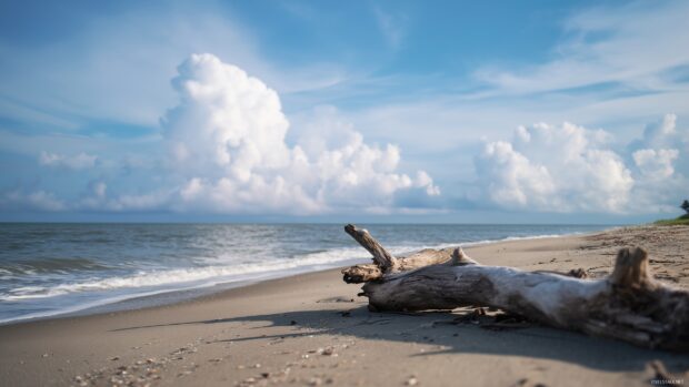 Beach image seaside, A beach with driftwood scattered along the shore, soft clouds drifting in a bright sky.