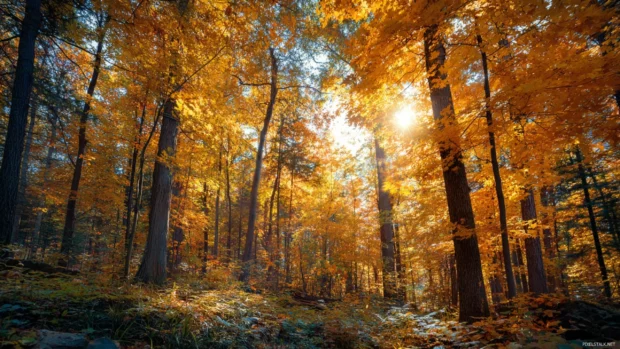 Beautiful Autumn captured in a dense forest where soft sunlight breaks through golden treetops.