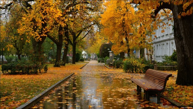 Beautiful Autumn charm displayed in a quiet park where golden leaves blanket the walking paths.