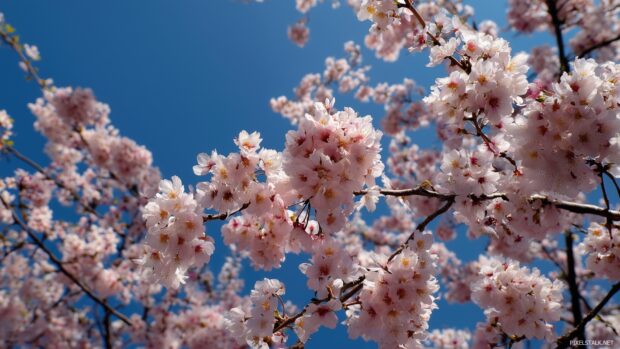 Beautiful Japan HD wallpapers featuring cherry blossoms in full bloom under a clear blue sky.