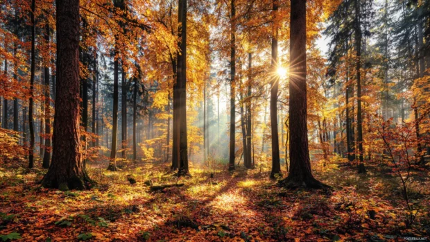 Beautiful autumn forest background highlighting sunbeams piercing through tall oaks during peak foliage season.