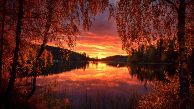 Beautiful autumn sunset wallpaper with fiery sky above peaceful lake framed by rustling fall birch trees.