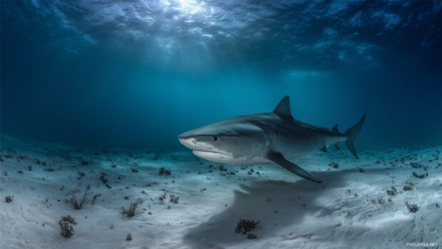 Beautiful shark wallpaper hd illustrating the tranquil moment of a shark resting on the ocean floor.