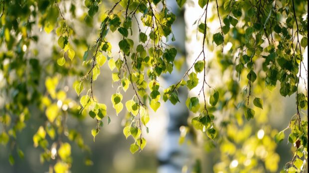 Birch tree backgrounds with soft sunlight filtering through the leaves.