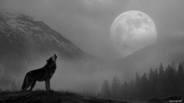 Black wolf wallpaper hd set on a mystical night with a full moon.