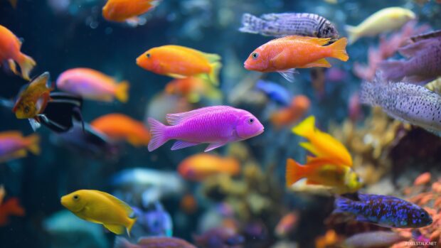 Bright and colorful fish tank backgrounds hd filled with various fish species.