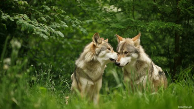 Captivating HD wolf desktop backgrounds with wolves playing together in a lush green meadow.