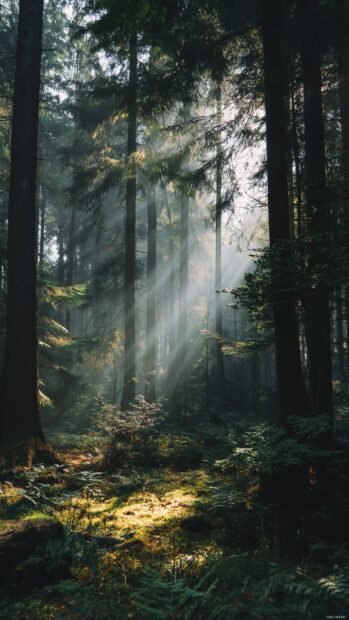 Cell phone backgrounds, A serene forest scene with rays of sunlight breaking through the canopy.