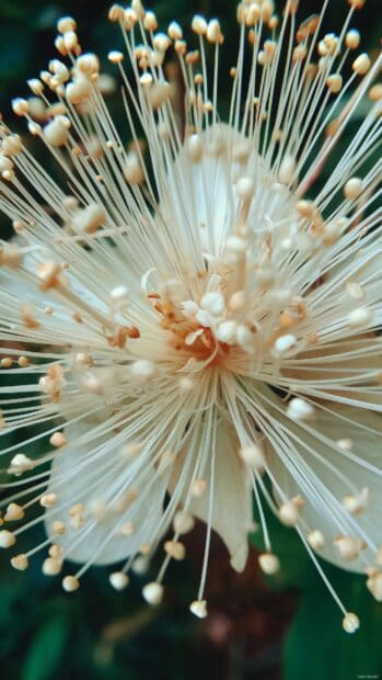 Cell phone image HD, A close up of a delicate flower in full bloom, showcasing intricate details.