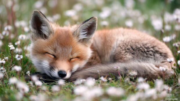 Charming cute baby animal backgrounds for PC, highlighting a sleepy baby fox in a meadow.