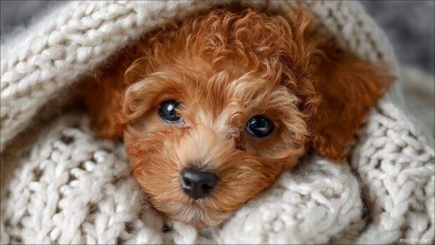 Charming puppy backgrounds displaying a tiny poodle snuggled in a cozy blanket.
