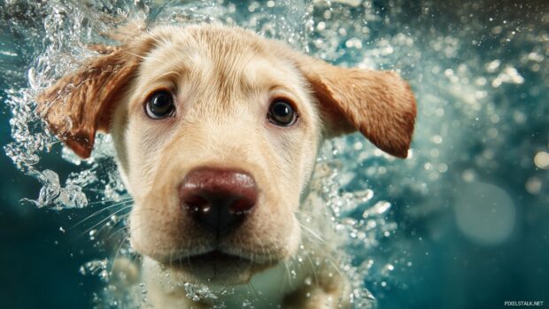 Charming puppy backgrounds highlighting a playful Labrador retriever splashing in a pool.