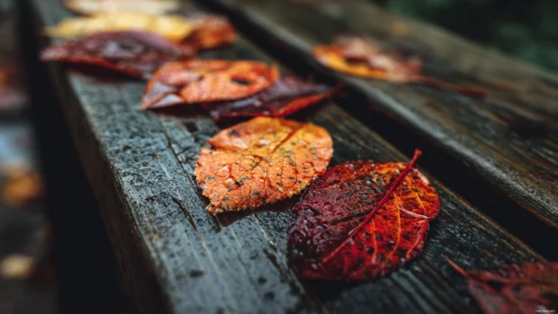 Close up of colorful Fall leaves on a wooden bridge after rain, highly detailed 4K photograph.