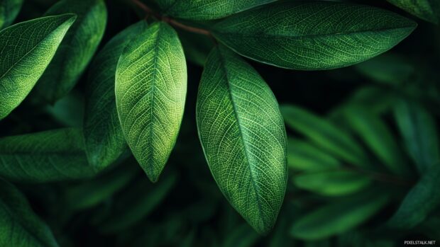 Close up of leaves in high resolution green wallpapers with intricate details.