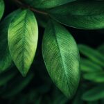 Close up of leaves in high resolution green wallpapers with intr