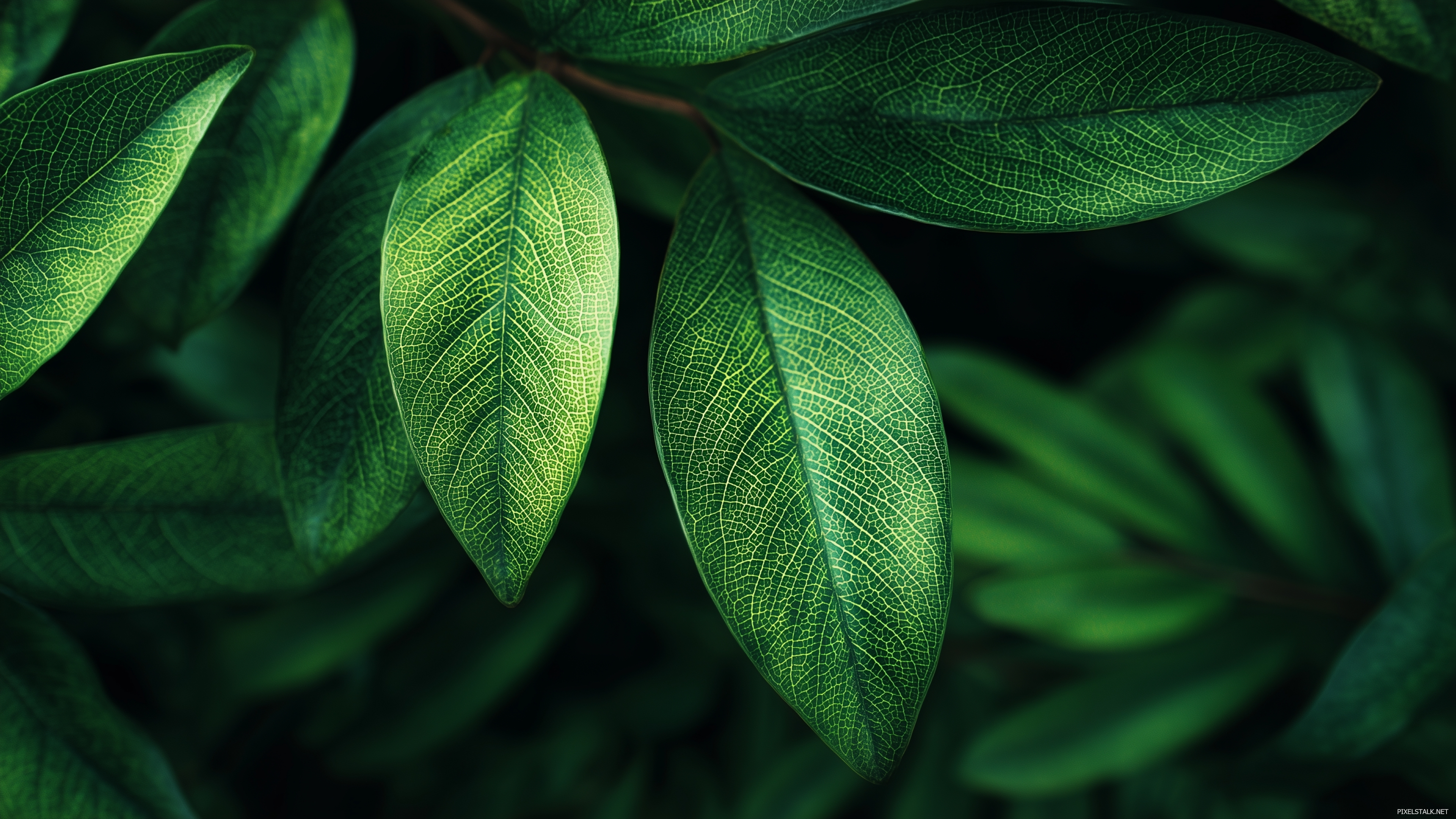 Close up of leaves in high resolution green wallpapers with intr.